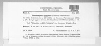 Plasmoverna pygmaea image